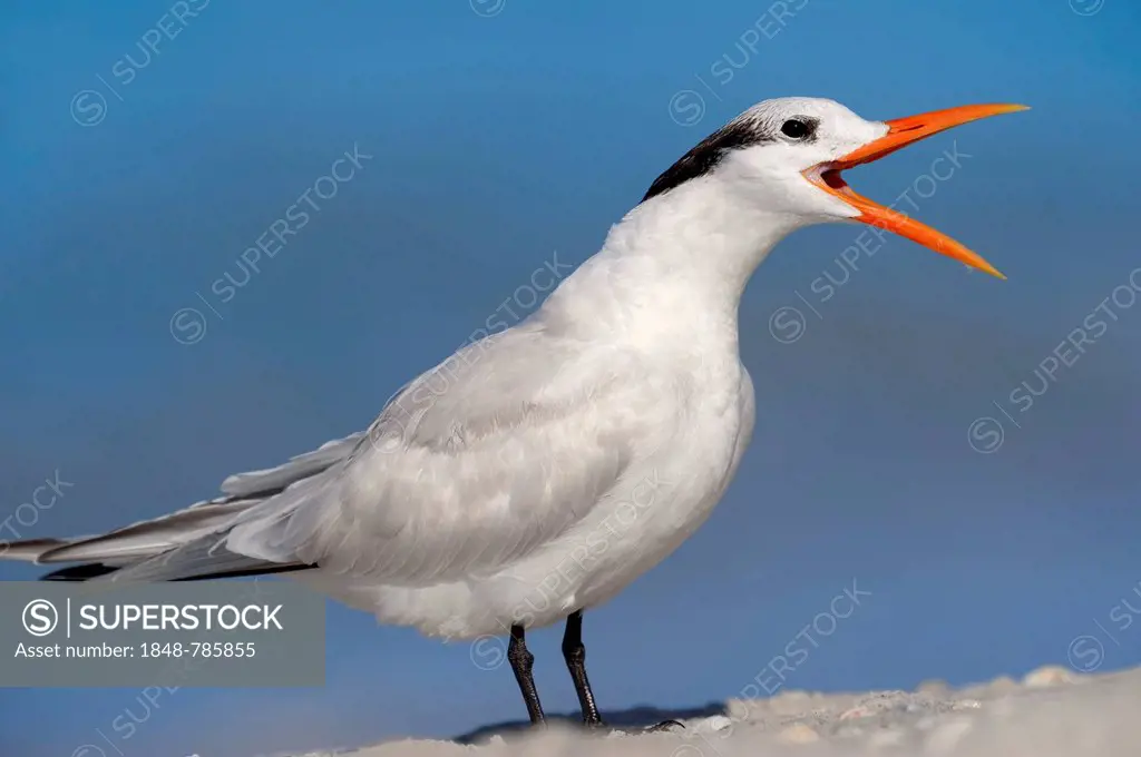 Royal Tern (Sterna maxima, Thalasseus maximus) in winter plumage, calling
