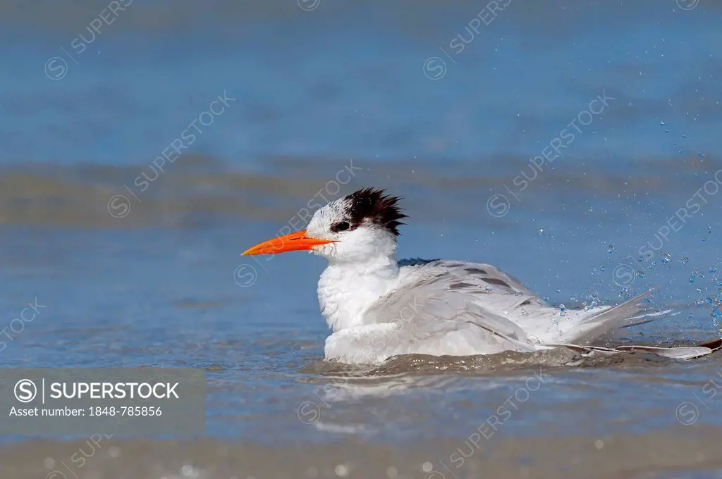 Royal Tern (Sterna maxima, Thalasseus maximus) in winter plumage, bathing