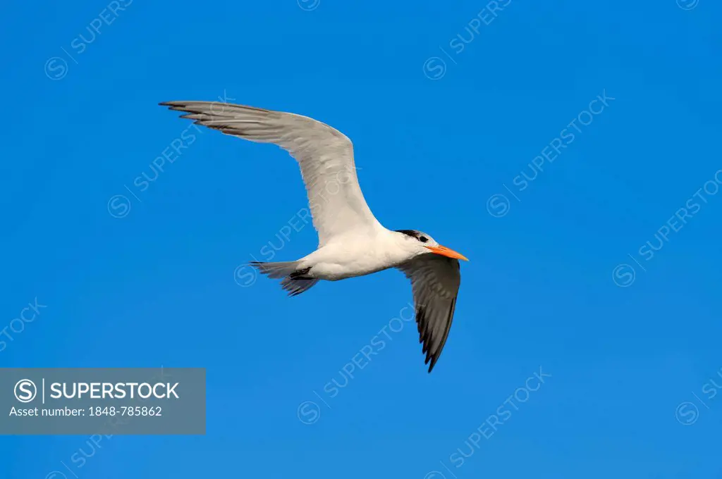 Royal Tern (Sterna maxima, Thalasseus maximus) in winter plumage, in flight