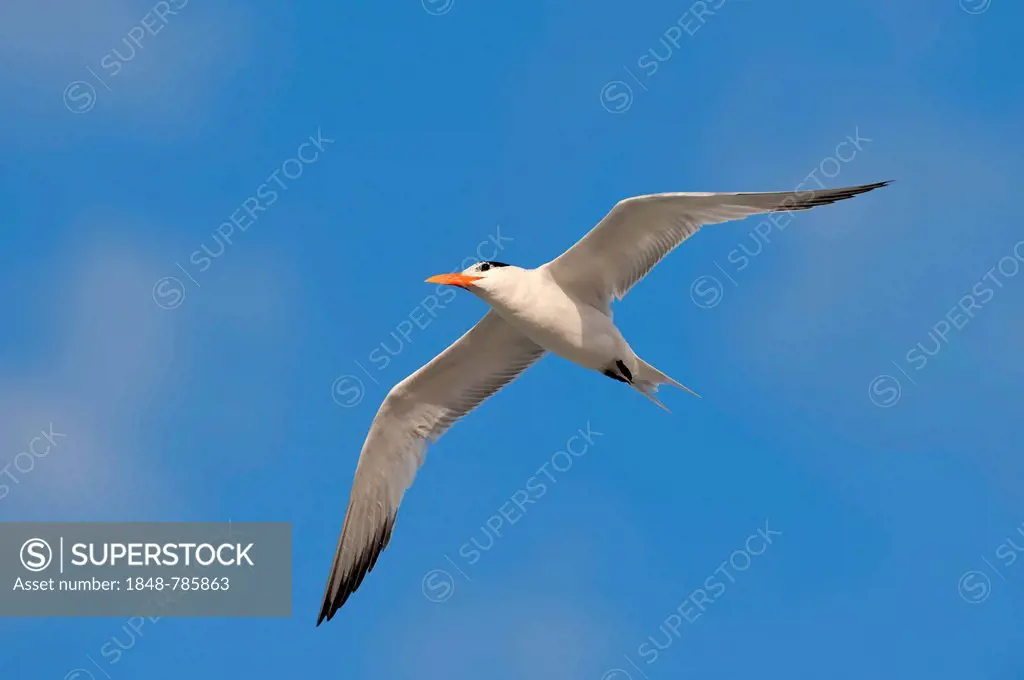 Royal Tern (Sterna maxima, Thalasseus maximus), in flight