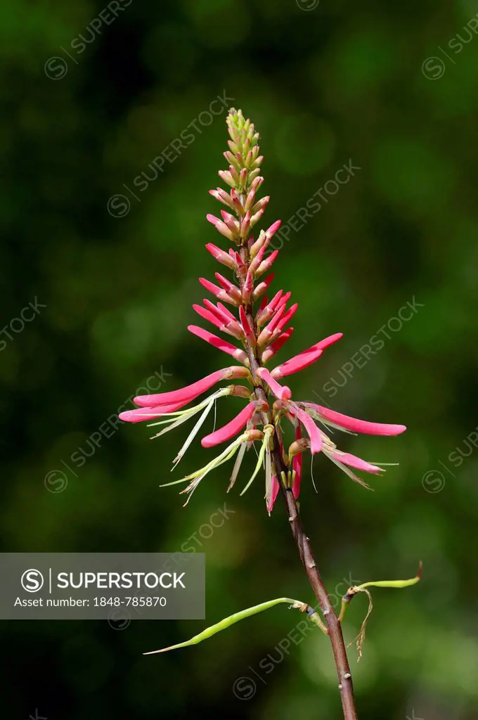 Coral Bean, Cherokee Bean, Red Cardinal or Cardinal Spear (Erythrina herbacea), inflorescence