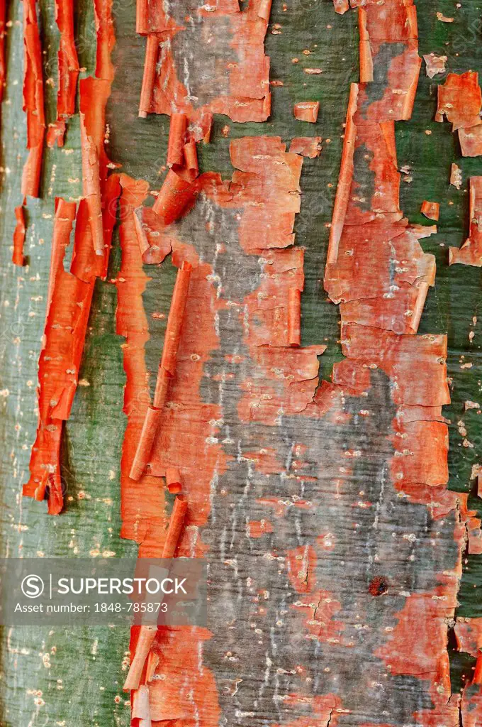 Gumbo-limbo, Copperwood or Chaca (Bursera simaruba), detail of bark