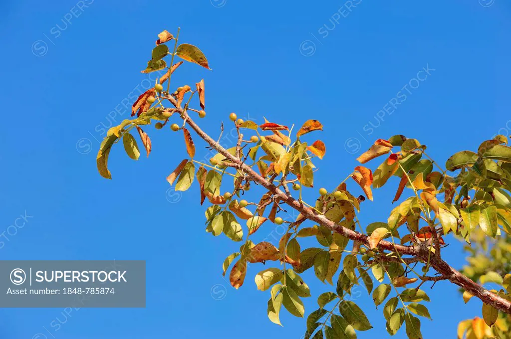 Gumbo-limbo, Copperwood or Chaca (Bursera simaruba), branch with fruit