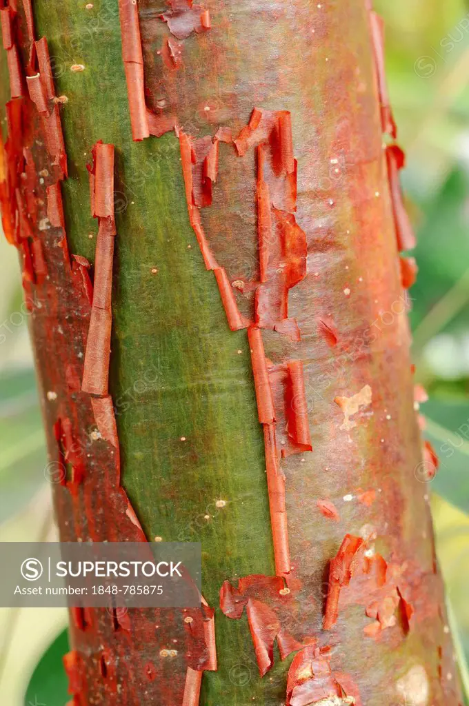 Gumbo-limbo, Copperwood or Chaca (Bursera simaruba), detail of bark