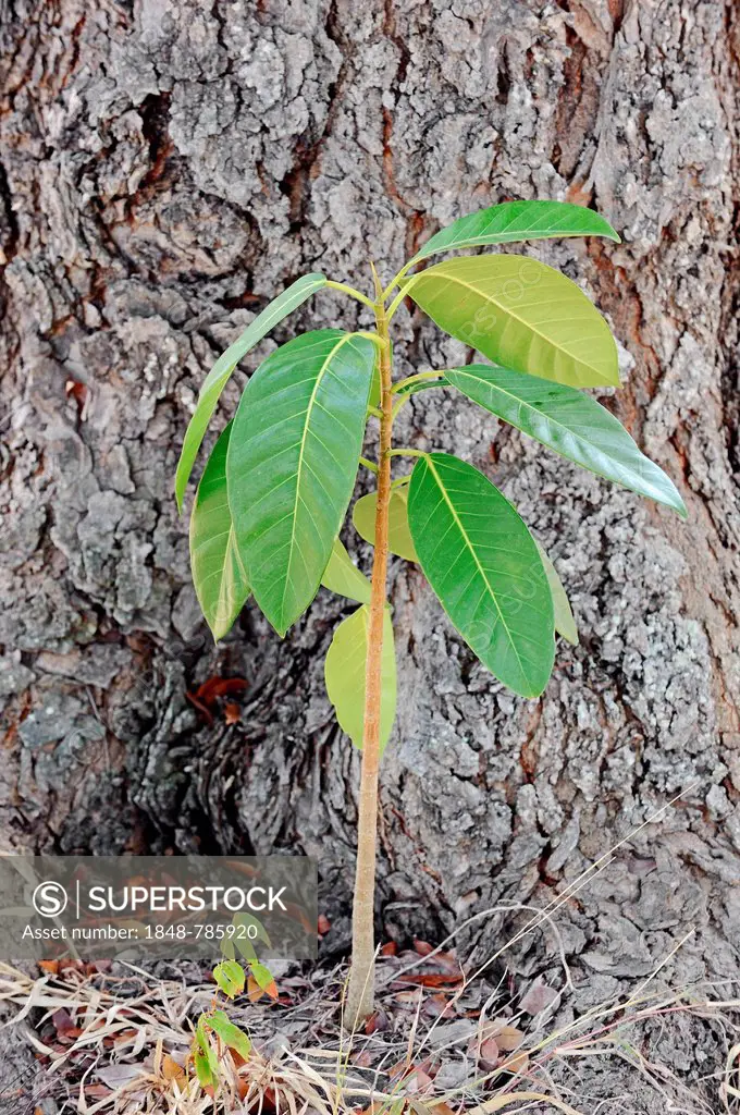 Florida Strangler Fig or Strangler Fig (Ficus aurea), seedling