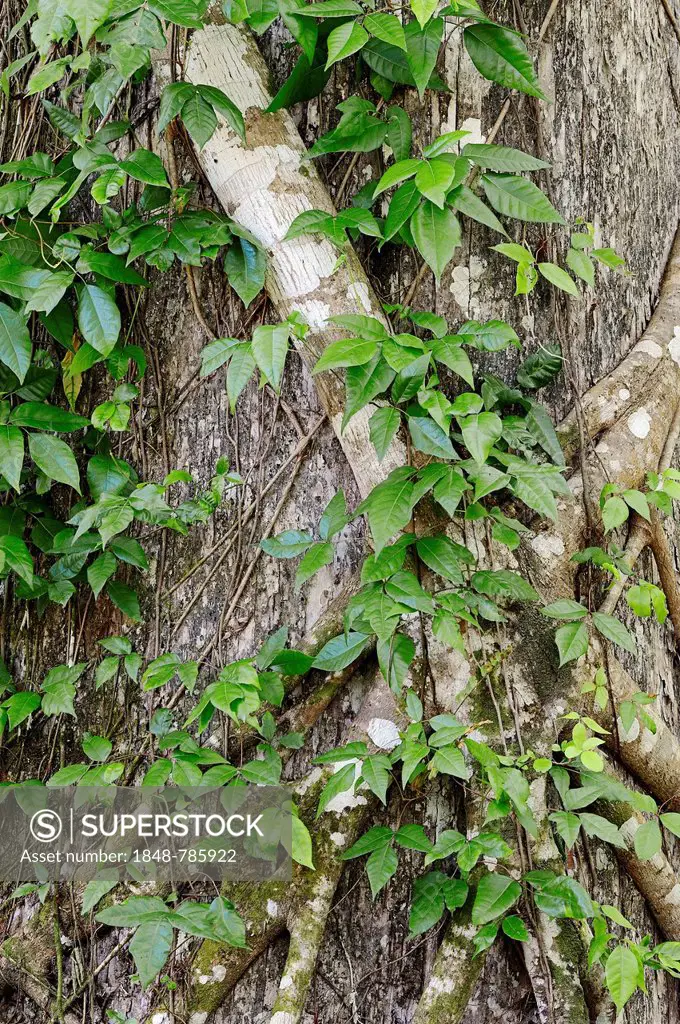 Tree with a Florida Strangler Fig or Strangler Fig (Ficus aurea)