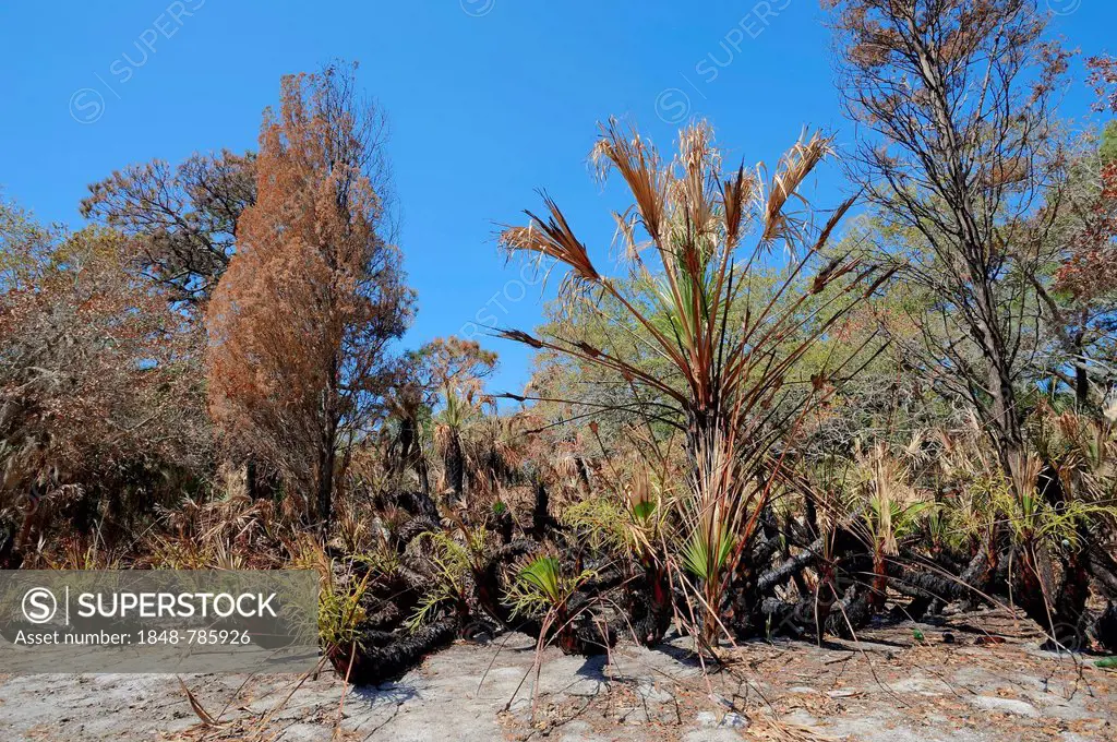 Saw Palmetto (Serenoa repens) and trees after a forest fire