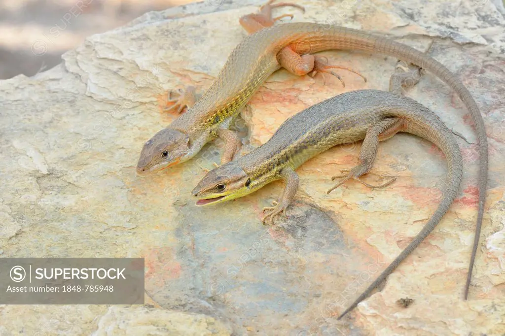 Large Psammodromus (Psammodromus algirus), pair basking in the sun on rocks