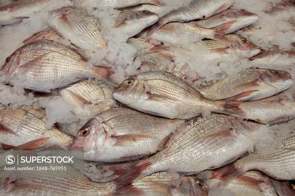 Snapper species (Lutjanidae), on sale at a fish market