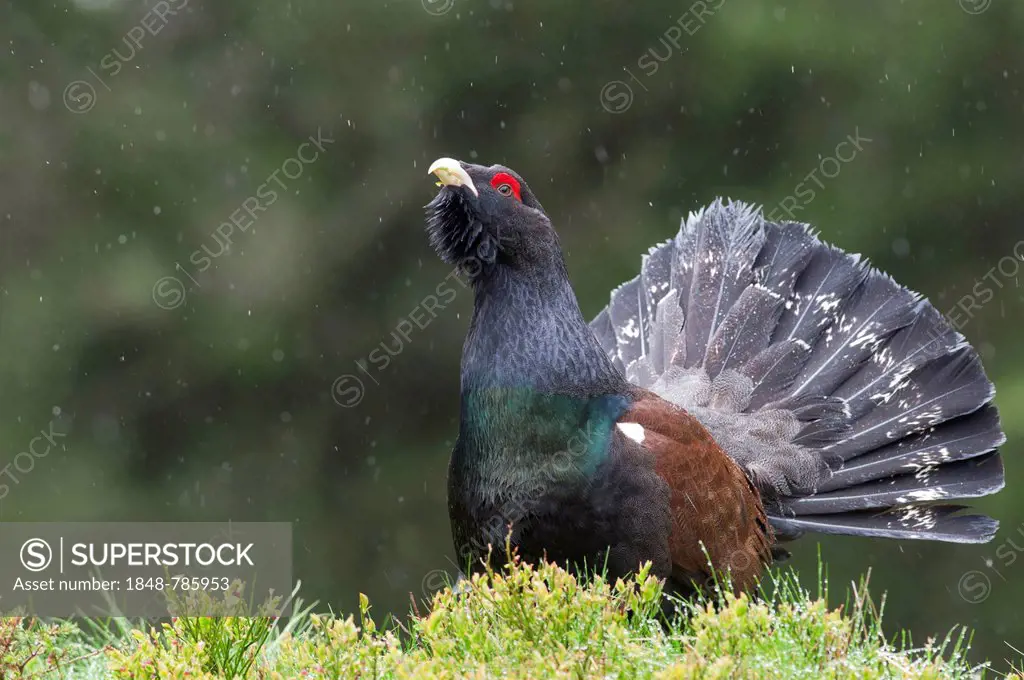 Western Capercaillie or Wood Grouse (Tetrao urogallus), male displaying during snowfall