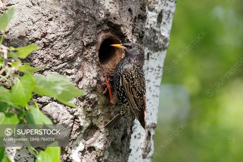 Starling (Sturnus vulgaris) in front of his nesting hole