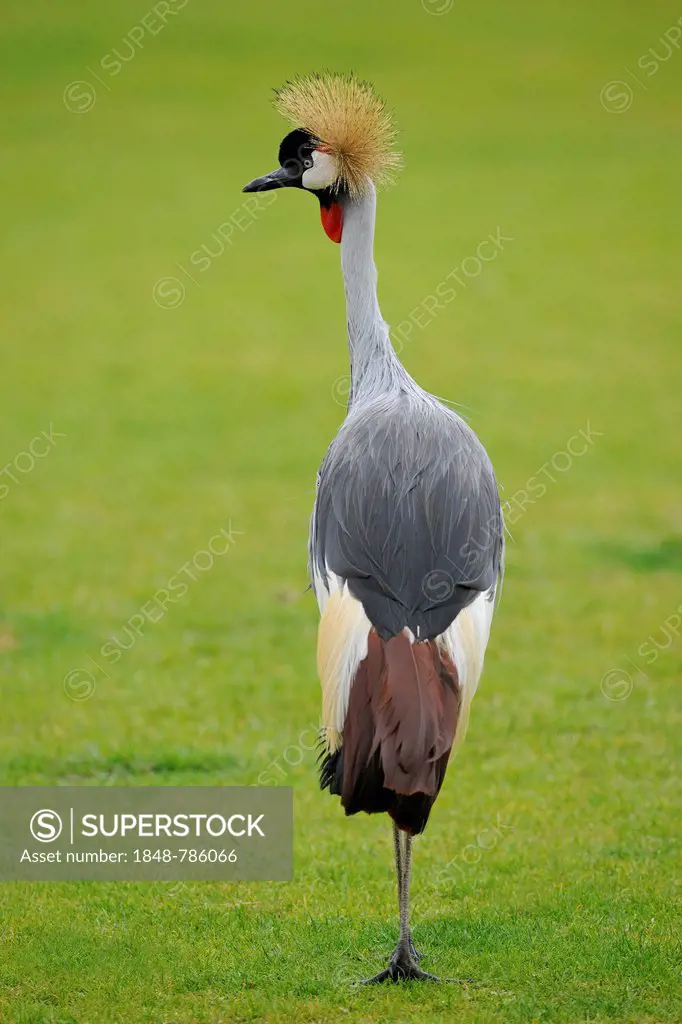 Black Crowned-Crane (Balearica pavonina), occurrence in West Africa and the Sahel, captive