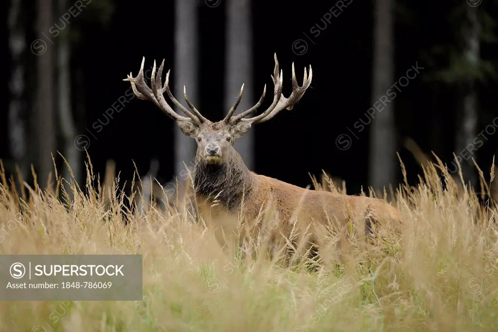Red deer (Cervus elaphus), stag, captive