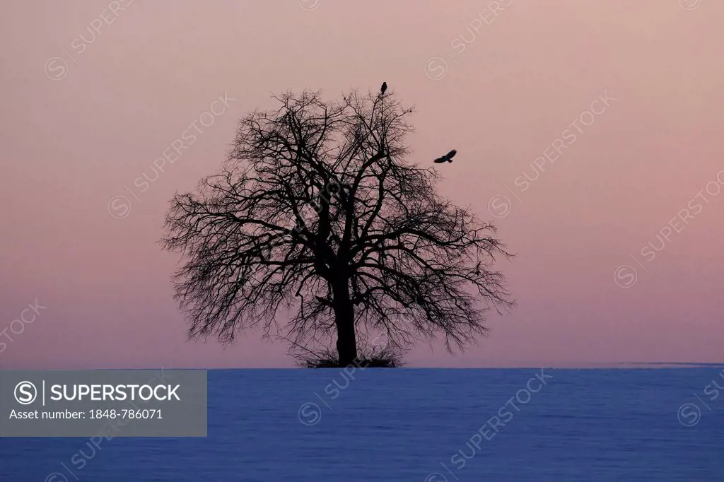 Solitary lime tree (Tilia sp.) on a snow-covered field with two buzzards (Buteo buteo), after sunset