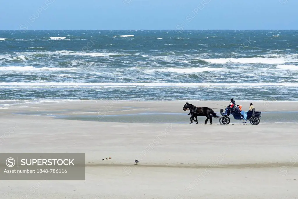 Horse-drawn carriage on a beach