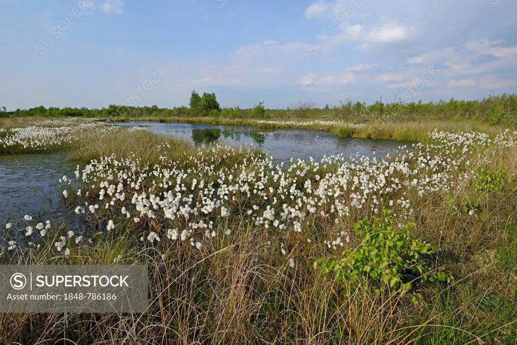 Common Cottongrass or Common Cottonsedge (Eriophorum angustifolium) in a bog