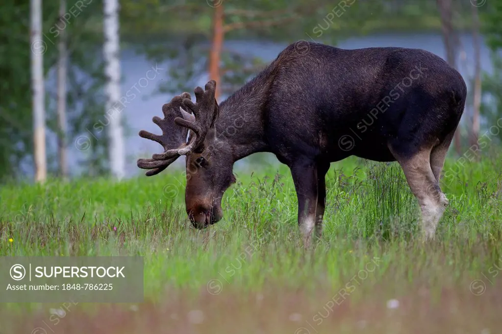 Eurasian Elk or Moose (Alces alces), bull grazing