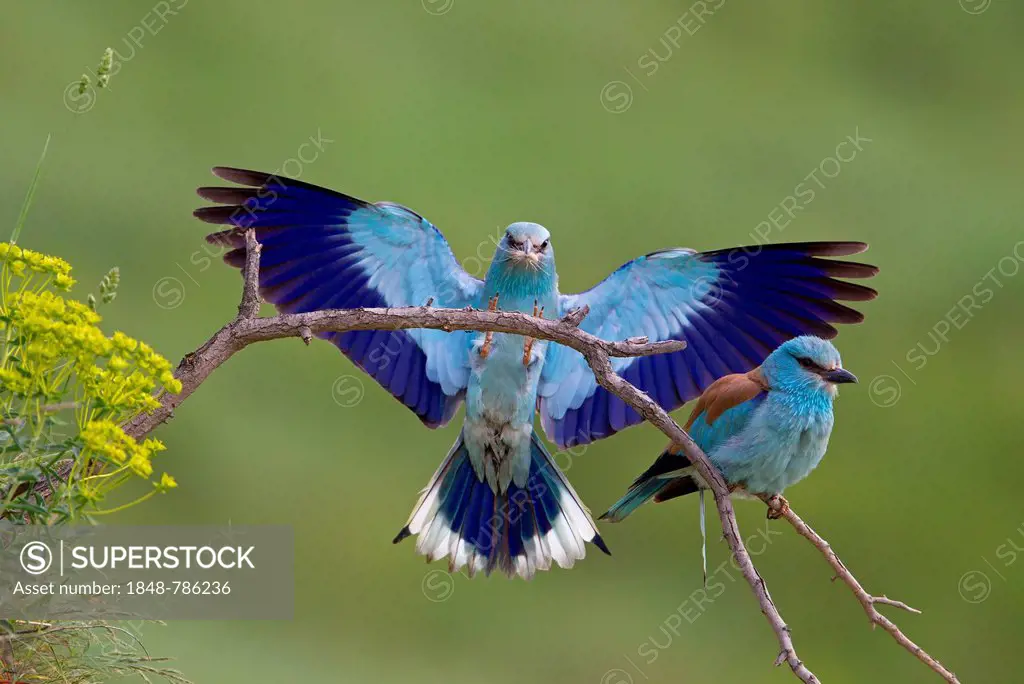 European Roller (Coracias garrulus), pair, male on landing approach with insect