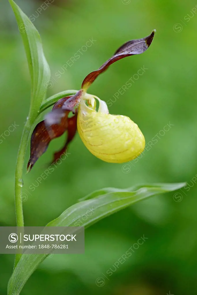 Lady's-slipper Orchid (Cypripedium calceolus)