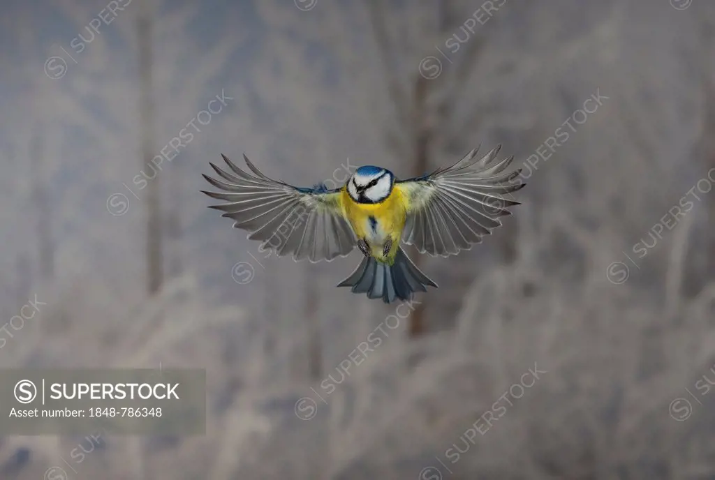 Blue Tit (Parus caeruleus) in flight, winter