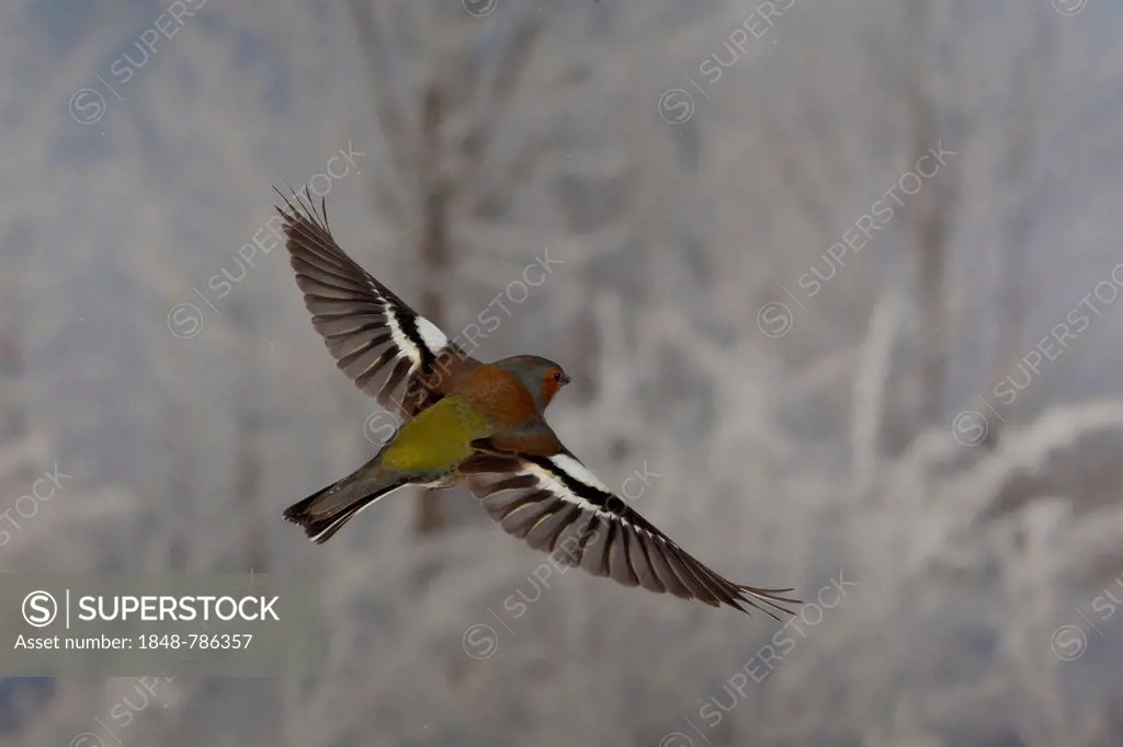 Common Chaffinch (Fringilla coelebs) in flight, winter
