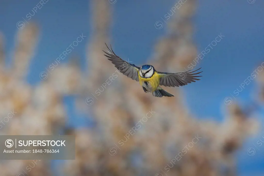 Blue Tit (Parus caeruleus) in flight