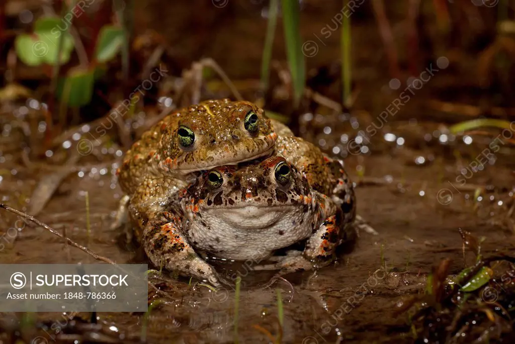 Natterjack Toad (Bufo calamita), amplexus