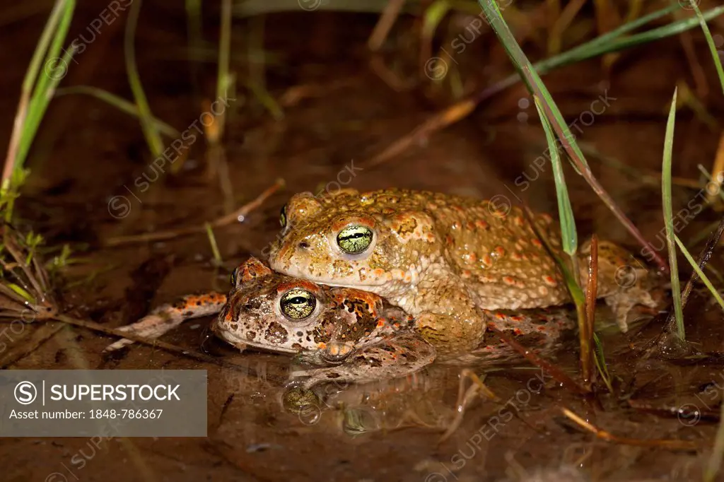 Natterjack Toad (Bufo calamita), amplexus