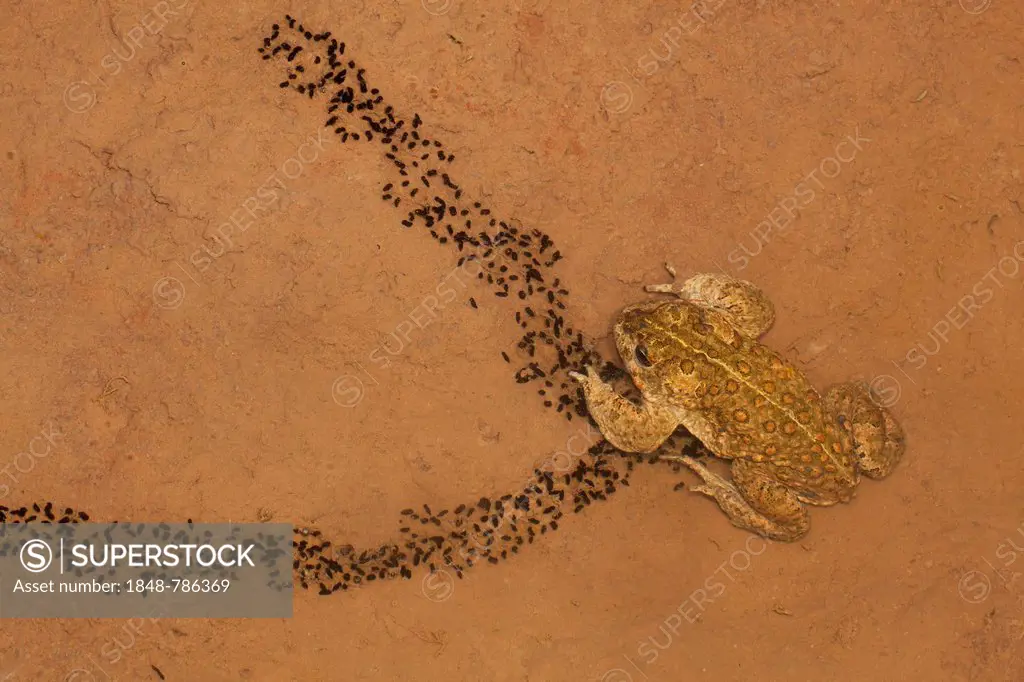 Natterjack Toad (Bufo calamita) and newly hatched larvae on a shallow temporary sheet of water