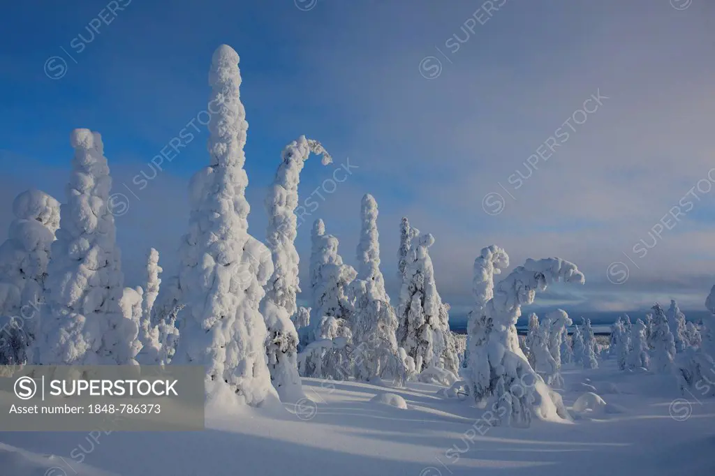 Fjell in winter, with snow-covered trees
