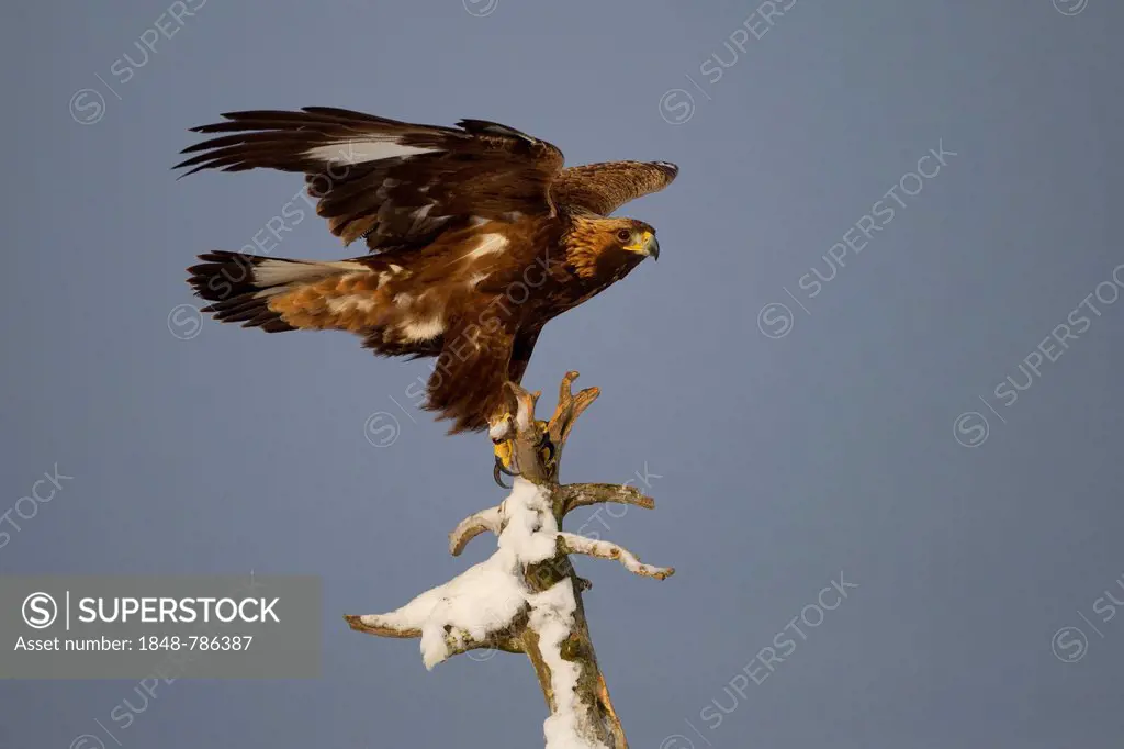 Golden Eagle (Aquila chrysaetos) in winter