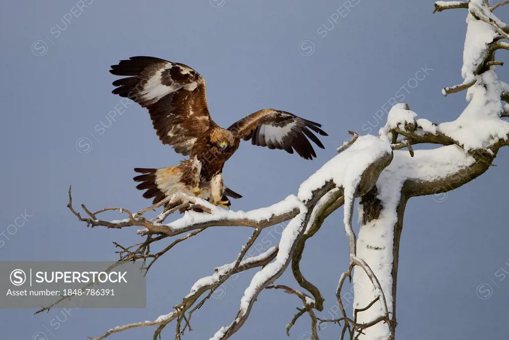 Golden Eagle (Aquila chrysaetos) approaching to land on a snow-covered tree