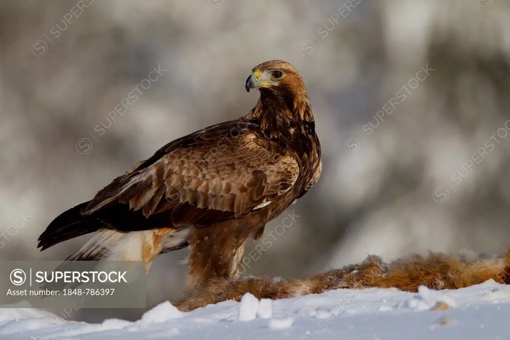 Golden Eagle (Aquila chrysaetos) with a dead fox in winter