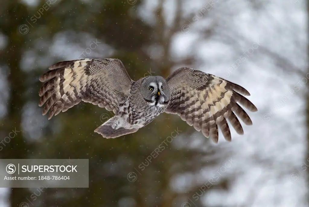 Great Grey Owl or Great Gray Owl (Strix nebulosa) in flight, winter