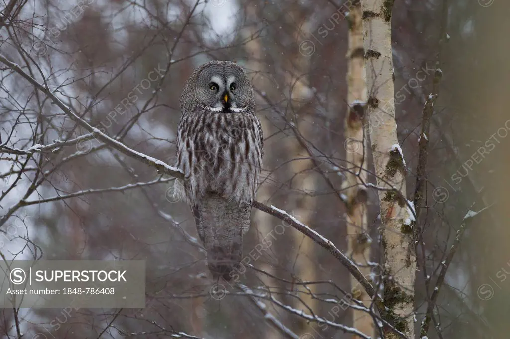 Great Grey Owl or Great Gray Owl (Strix nebulosa) perched on a branch in winter