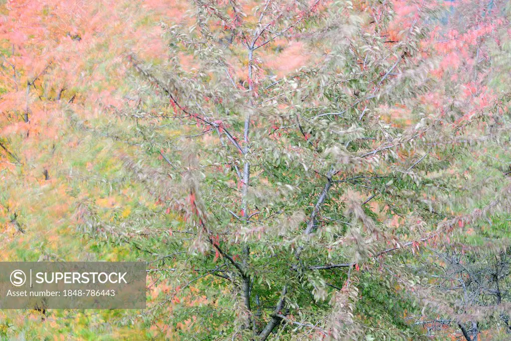 Autumn coloured Cherry Trees (Prunus sp.)