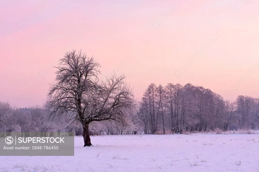 Frost-covered tree on a snow-covered meadow in the early morning light