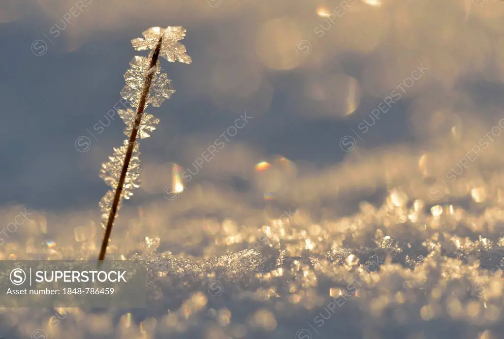 Ice and snow with backlighting, frost and ice crystals on a branch