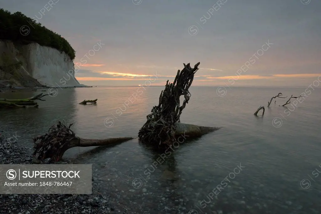 Steep coast with chalk cliffs at sunrise, broken tree stump in the water