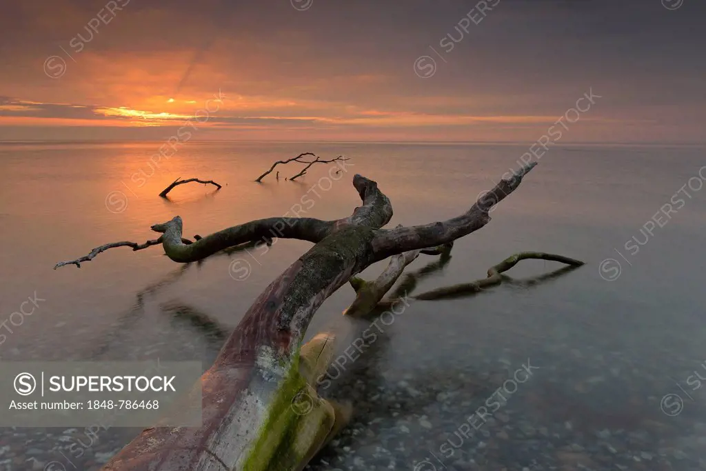 Broken tree stump in the water, sunrise on the Baltic Sea coast