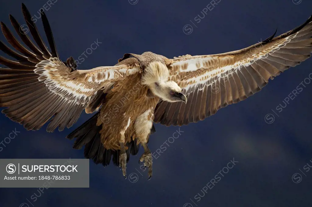 Griffon Vulture (Gyps fulvus), in flight, on landing approach