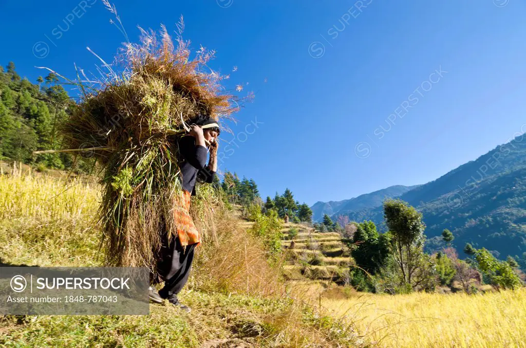 Woman carrying a big load of harvested millet