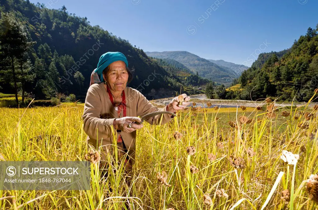 Farmers woman harvesting millet