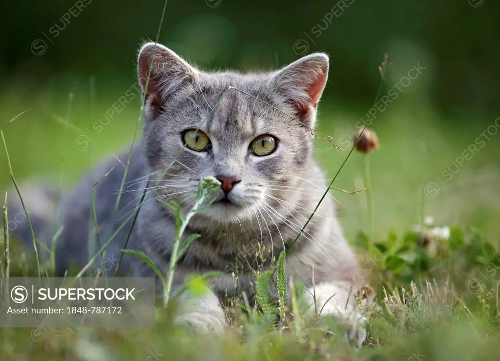Grey tabby cat lying on a meadow