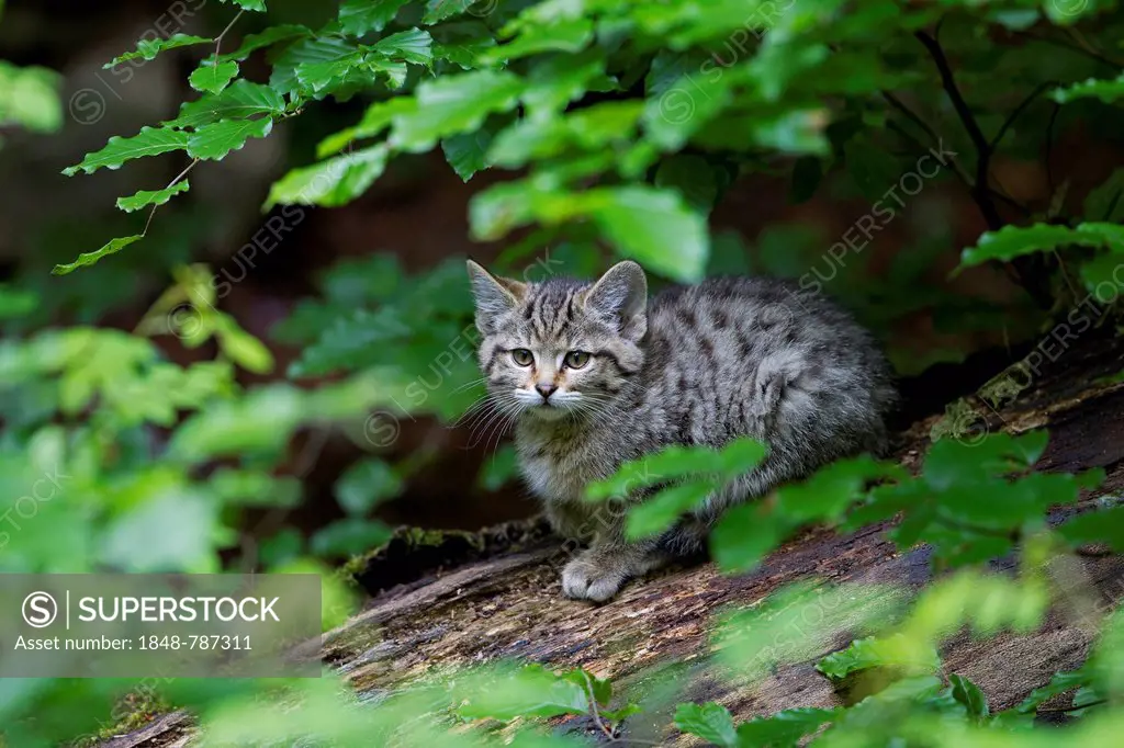 Wildcat (Felis silvestris), kitten, young
