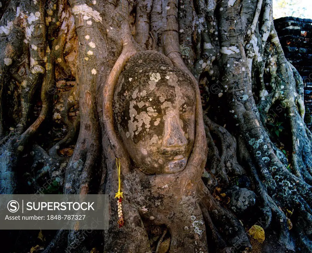 Head of a Buddha statue, enclosed by the roots of a strangler fig (Ficus sp.), Wat Phra Mahathat, UNESCO World Heritage Site