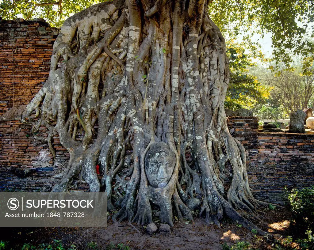 Head of a Buddha statue, enclosed by the roots of a strangler fig (Ficus sp.), Wat Phra Mahathat, UNESCO World Heritage Site