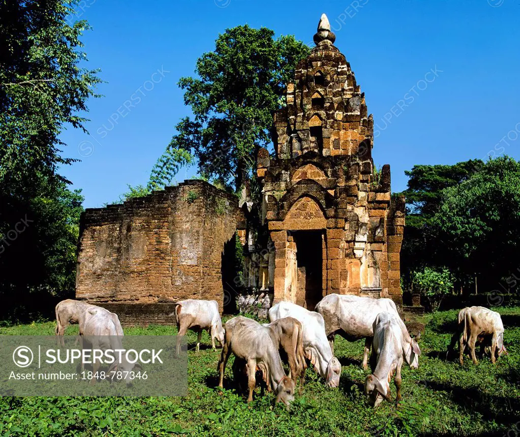 Wat Chao Chan, herd of cattle grazing in front of the temple, Si Satchanalai Historical Park