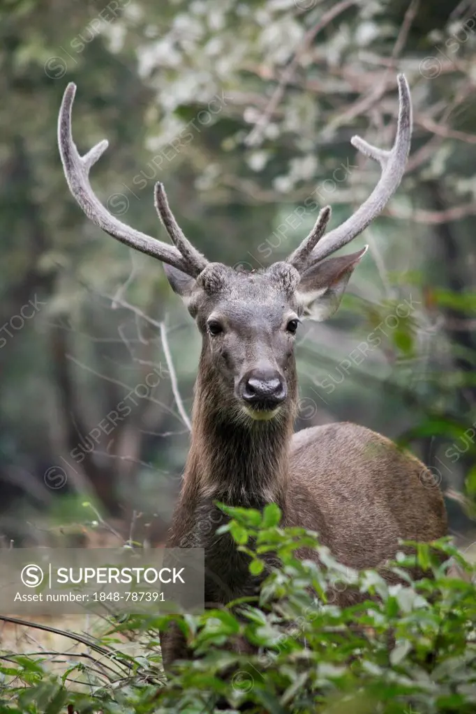 Sambar deer (Rusa unicolor), stag
