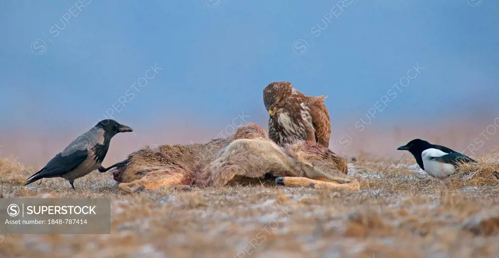 Common Buzzard (Buteo buteo), a Magpie (Pica pica) and a Hooded Crow (Corvus corone cornix) with the carcass of a deer